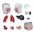 42CM Male Torso Anatomisches Modell (13 Teile), menschliches Torso Modell
